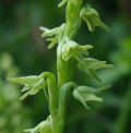 Herminium monorchis